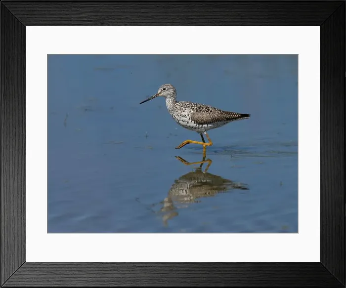 Framed Print : Greater Yellowlegs (Tringa melanoleuca) Yolo County California USA Framed Print : Greater Yellowlegs (Tringa melanoleuca) Yolo County California USA