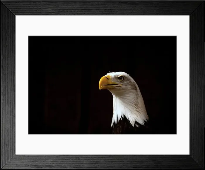 Framed Print : American Bald Eagle facing viewer on black background Framed Print : American Bald Eagle facing viewer on black background