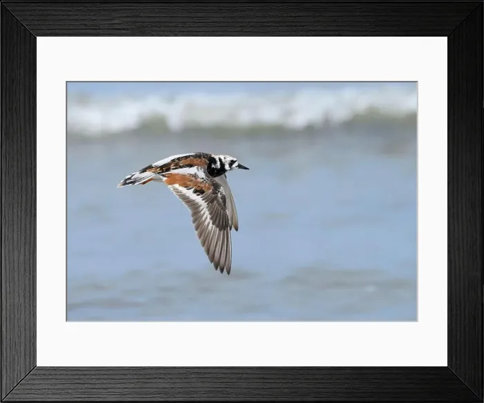 Framed Print : Ruddy turnstone (Arenaria interpres) flying over the ocean during spring migration, Galveston, Texas, USA Framed Print : Ruddy turnstone (Arenaria interpres) flying over the ocean during spring migration, Galveston, Texas, USA