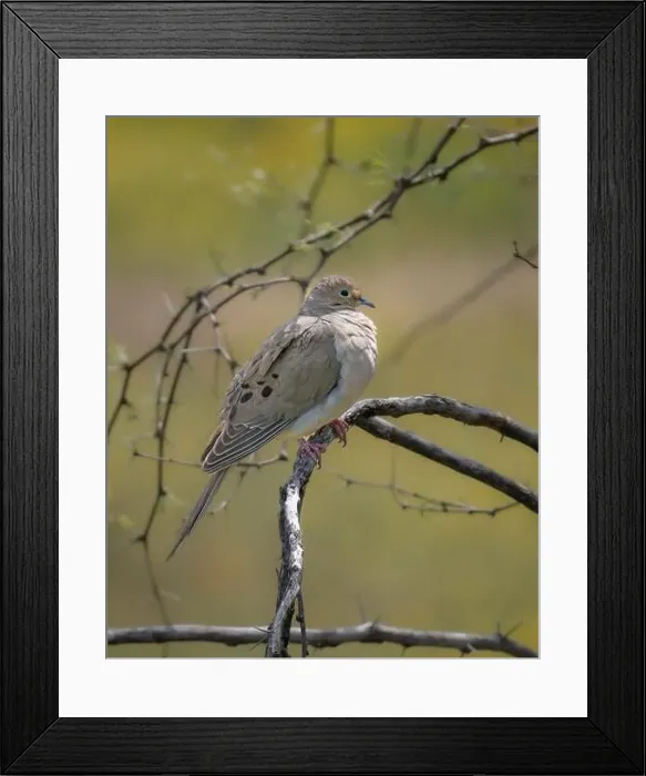 Framed Print : A Mourning Dove in Arizona Framed Print : A Mourning Dove in Arizona