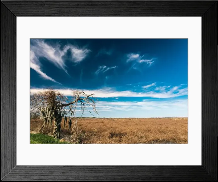 Framed Print : Brazos Bend State Park, Texas, in a beautiful sunny morning Framed Print : Brazos Bend State Park, Texas, in a beautiful sunny morning