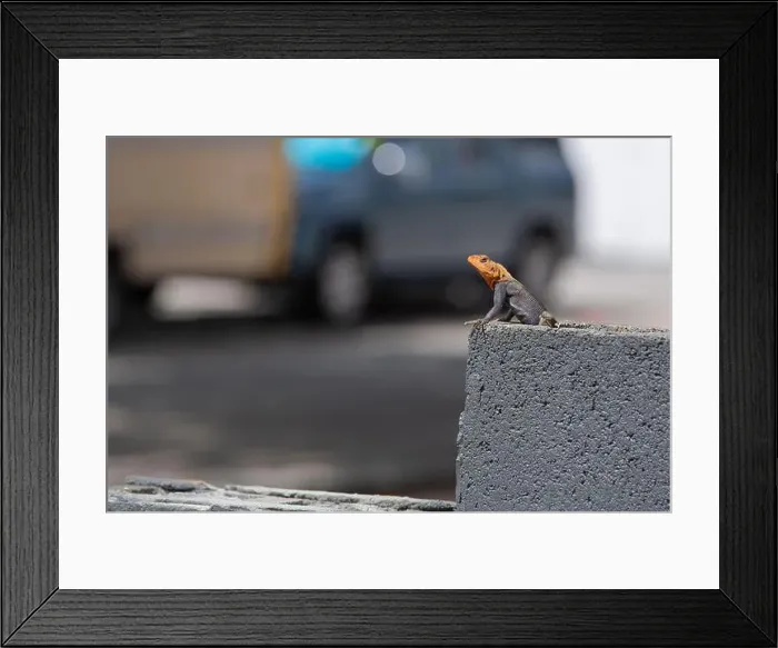 Framed Print : Photo of a Peter's Rock Agama lizard on a fence in South Florida Framed Print : Photo of a Peter's Rock Agama lizard on a fence in South Florida