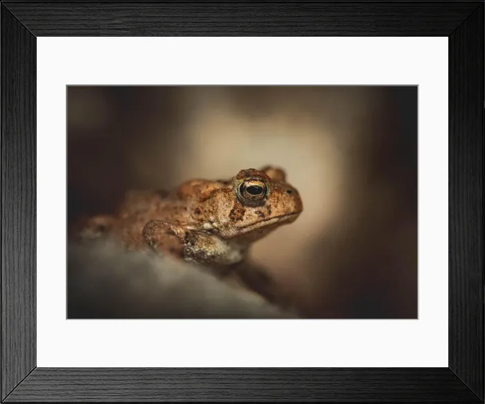 Framed Print : Portrait of an American Toad in New Hampshire