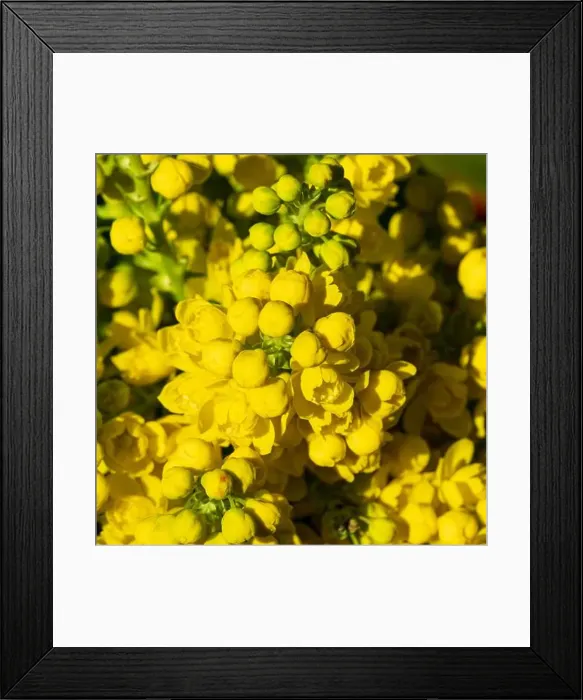 Framed Print : Cheerful yellow blossoms from the Creeping Grape Holly (Berberis repens) during spring in Boise, Idaho, USA Framed Print : Cheerful yellow blossoms from the Creeping Grape Holly (Berberis repens) during spring in Boise, Idaho, USA