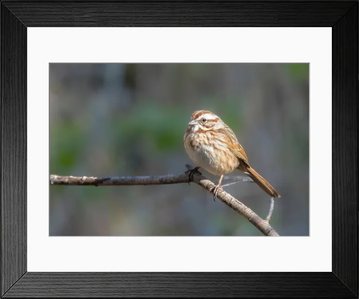 Framed Print : A Song Sparrow in Arizona Framed Print : A Song Sparrow in Arizona
