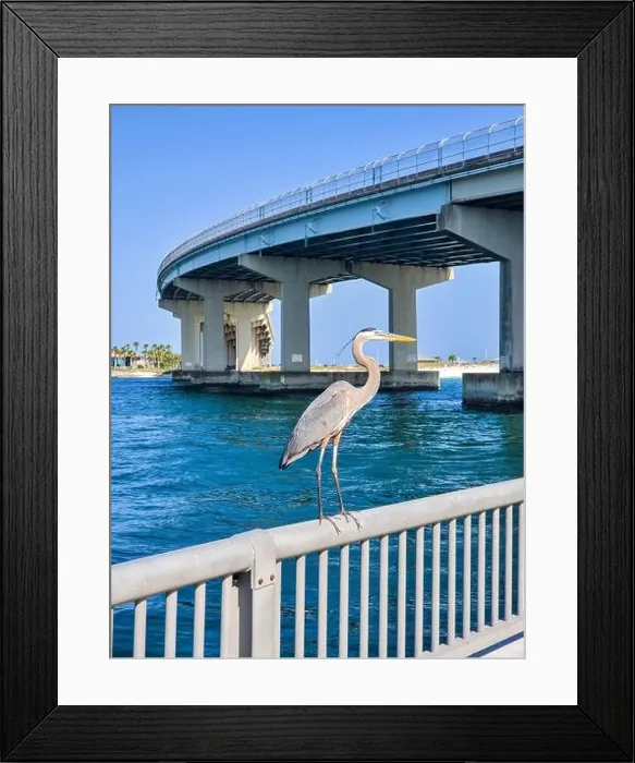 Framed Print : Great Blue Herons at Perdido Pass in Orange Beach, Alabama Framed Print : Great Blue Herons at Perdido Pass in Orange Beach, Alabama