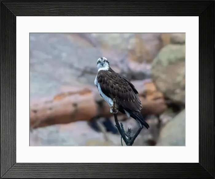 Framed Print : Osprey posing on a cliff in Eleven Mile Canyon Colorado Framed Print : Osprey posing on a cliff in Eleven Mile Canyon Colorado