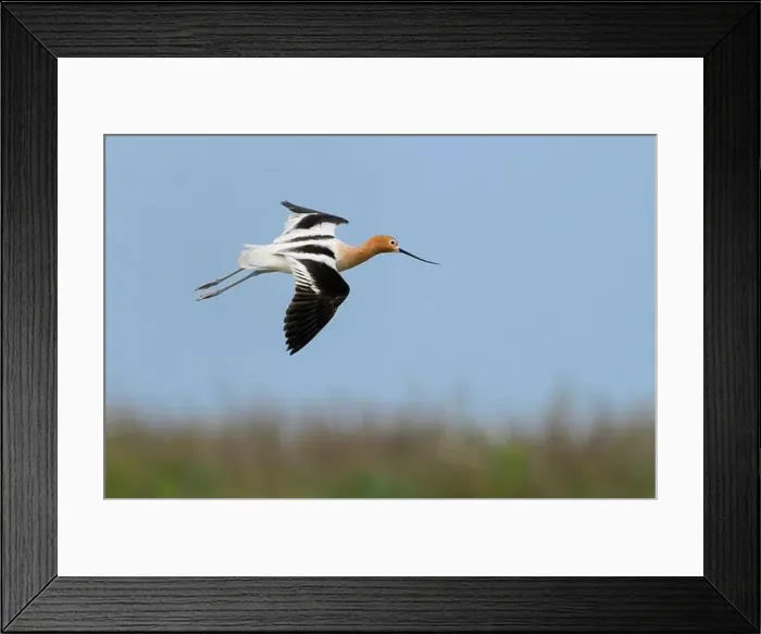 Framed Print : American avocet (Recurvirostra americana) flying over wetlands during spring migration, Galveston, texas, USA Framed Print : American avocet (Recurvirostra americana) flying over wetlands during spring migration, Galveston, texas, USA
