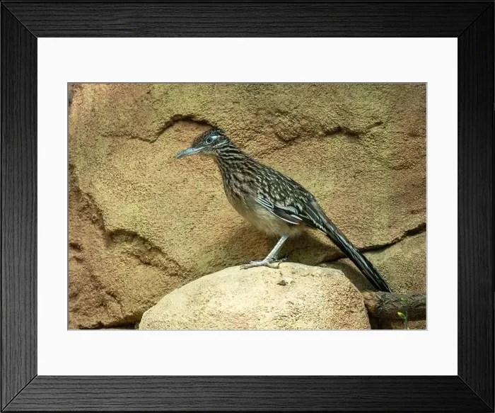 Framed Print : The greater roadrunner (Geococcyx californianus) is a long-legged bird in the cuckoo family Framed Print : The greater roadrunner (Geococcyx californianus) is a long-legged bird in the cuckoo family