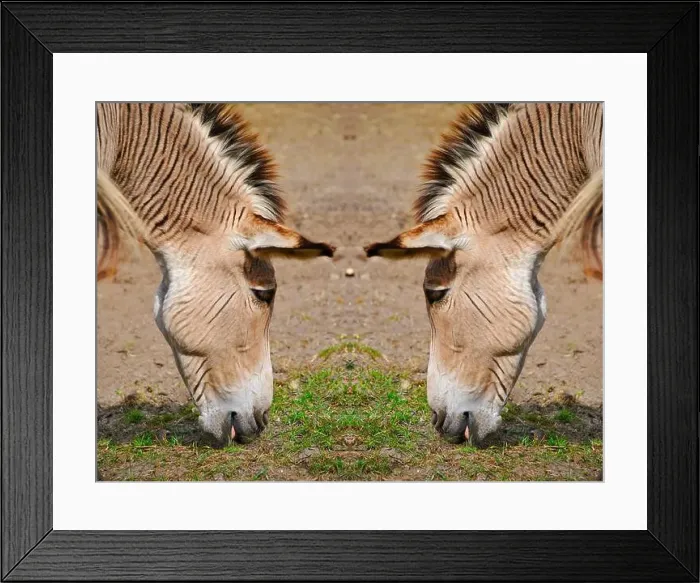 Framed Print : Two Zebroids a cross between a zebra and a donkey Framed Print : Two Zebroids a cross between a zebra and a donkey