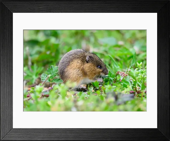 Framed Print : Closeup of wild Pacific jumping mouse Zapus trinotatus in natural environment in King County Washington Framed Print : Closeup of wild Pacific jumping mouse Zapus trinotatus in natural environment in King County Washington