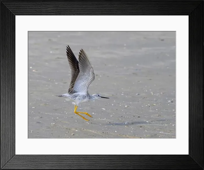 Framed Print : Lesser yellowlegs (Tringa flavipes) taking off at the ocean beach during spring migration, Galveston, Texas, USA Framed Print : Lesser yellowlegs (Tringa flavipes) taking off at the ocean beach during spring migration, Galveston, Texas, USA
