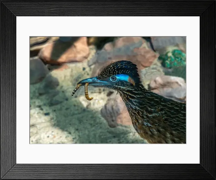 Framed Print : The greater roadrunner (Geococcyx californianus) is a long-legged bird in the cuckoo family Framed Print : The greater roadrunner (Geococcyx californianus) is a long-legged bird in the cuckoo family