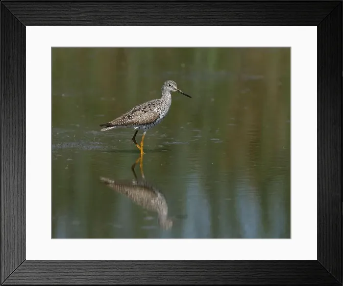 Framed Print : Greater Yellowlegs (Tringa melanoleuca) Yolo County California USA Framed Print : Greater Yellowlegs (Tringa melanoleuca) Yolo County California USA