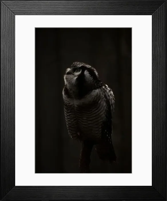 Framed Print : Northern hawk-owl (Surnia ulula). black background Framed Print : Northern hawk-owl (Surnia ulula). black background