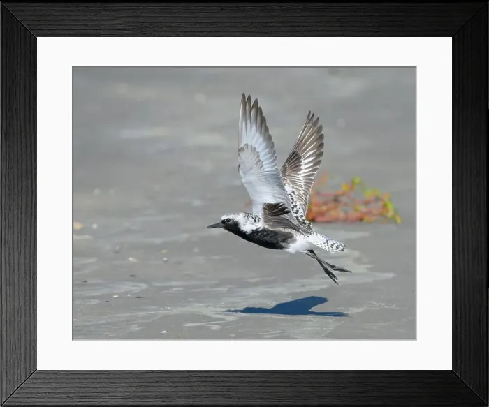Framed Print : Black-bellied plover (Pluvialis squatarola) taking off from sandy beach during the spring migration Framed Print : Black-bellied plover (Pluvialis squatarola) taking off from sandy beach during the spring migration