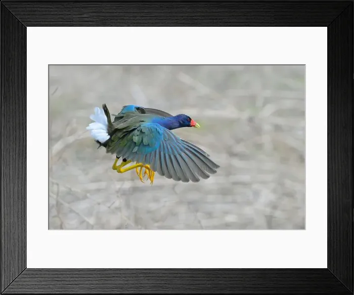 Framed Print : Purple gallinule (Porphyrio martinica) flying over swamp, Brazos Bend State Park, Texas, USA Framed Print : Purple gallinule (Porphyrio martinica) flying over swamp, Brazos Bend State Park, Texas, USA