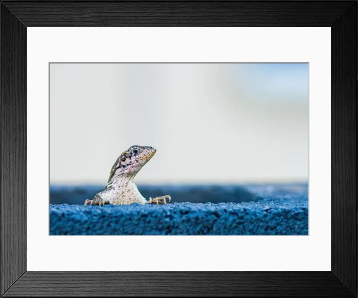 Framed Print : Lizard on a fence in South Florida USA