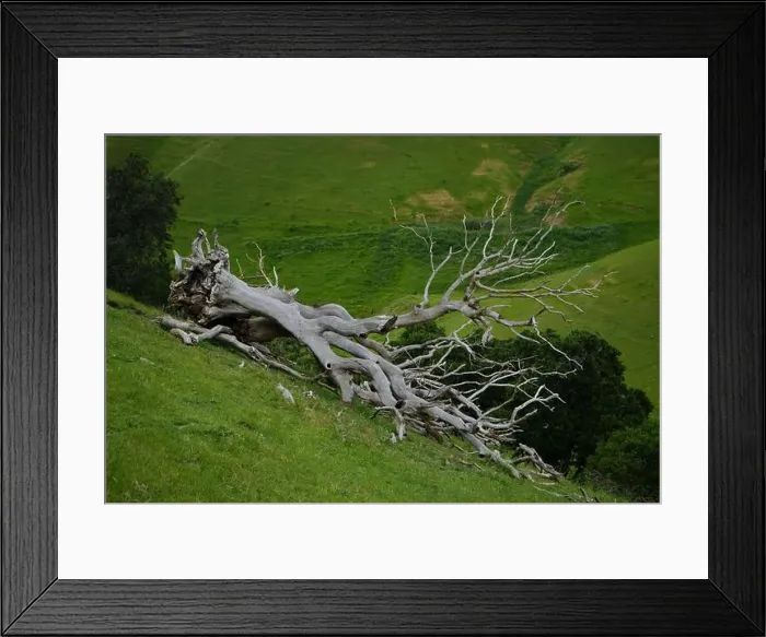 Framed Print : Amidst vibrant green grass, a fallen giant lies—a majestic dead tree Framed Print : Amidst vibrant green grass, a fallen giant lies—a majestic dead tree