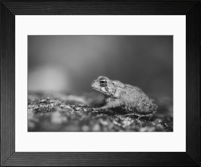 Framed Print : Black and White American Toad in New Hampshire Framed Print : Black and White American Toad in New Hampshire