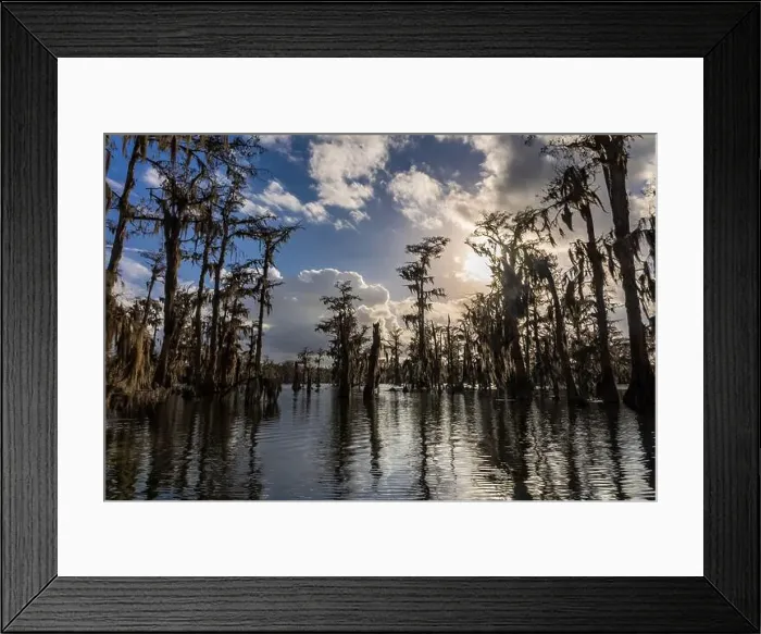 Framed Print : Swamp tour on a boat near Lafayette, Luisiana Framed Print : Swamp tour on a boat near Lafayette, Luisiana
