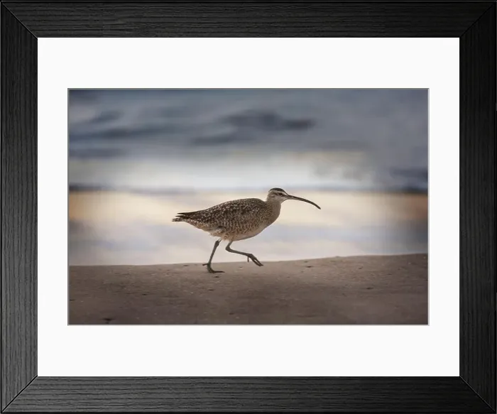 Framed Print : Ibis in a Everglades National Park, USA, Florida