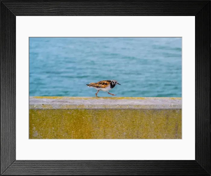 Framed Print : A Rudy Turnstone bird in North Carolina, Wilmington Beach Framed Print : A Rudy Turnstone bird in North Carolina, Wilmington Beach