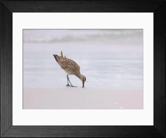 Framed Print : A single Whimbrel (Numenius) forages in the sand on a beach at Carmel by the Sea, California. March, USA Framed Print : A single Whimbrel (Numenius) forages in the sand on a beach at Carmel by the Sea, California. March, USA