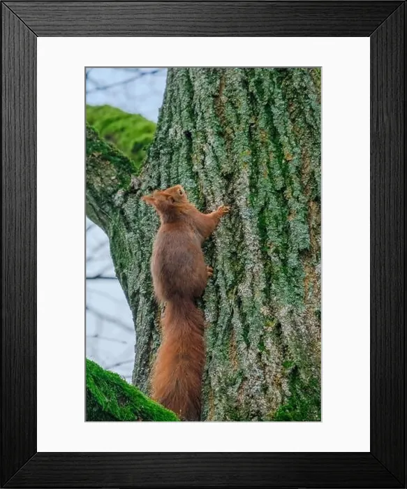 Framed Print : cute young squirrel portrait on tree at park Framed Print : cute young squirrel portrait on tree at park