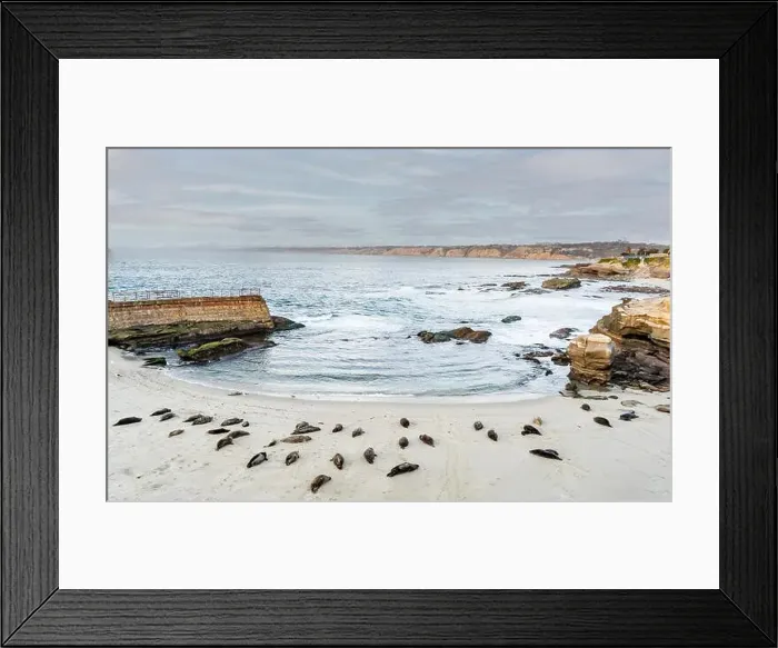 Framed Print : A group of seals are resting on the beach at La Jolla, San Diego, Calirfornia Framed Print : A group of seals are resting on the beach at La Jolla, San Diego, Calirfornia