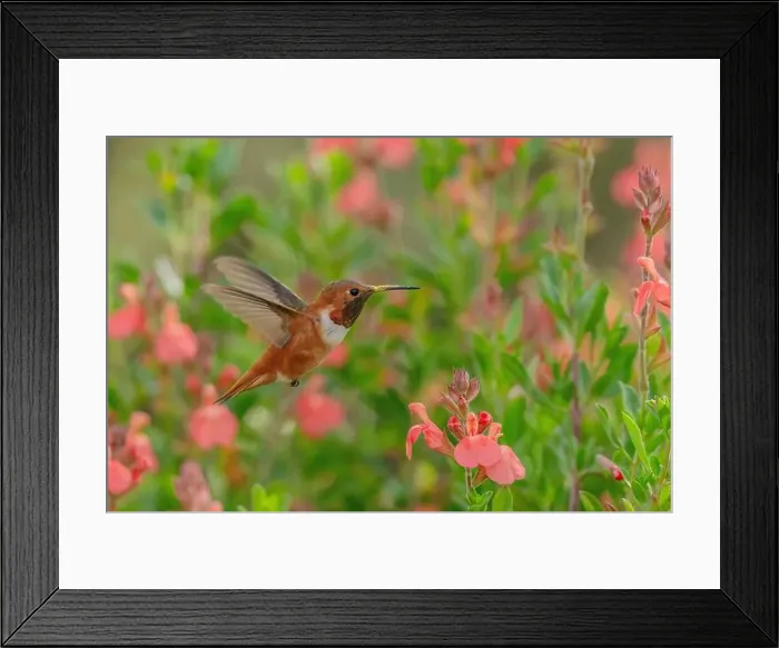 Framed Print : male Rufous Hummingbird at a northbound fuel stop, Yolo County California Framed Print : male Rufous Hummingbird at a northbound fuel stop, Yolo County California