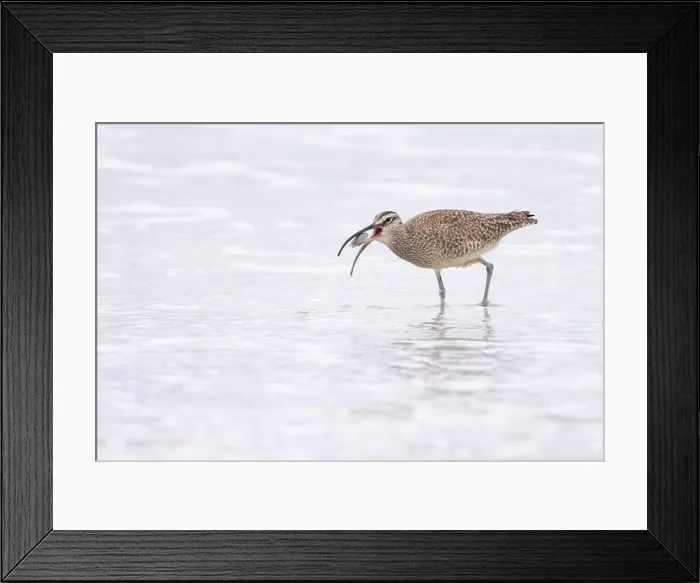 Framed Print : A Whimbrel (Numenius) successfully forages Framed Print : A Whimbrel (Numenius) successfully forages