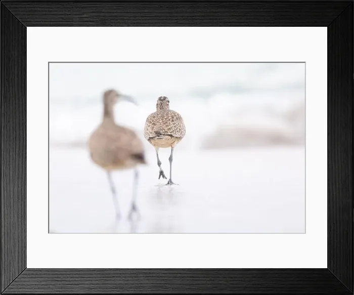 Framed Print : Whimbrel (Numenius) on sandy beach Carmel by the Sea, California. March, USA Framed Print : Whimbrel (Numenius) on sandy beach Carmel by the Sea, California. March, USA