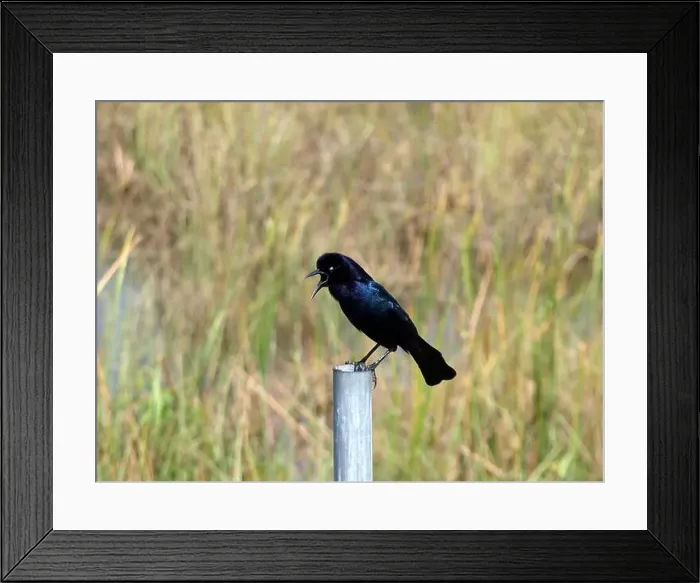 Framed Print : Screaming greater Antillean grackle (Quiscalus niger) in the Everglades, Florida Framed Print : Screaming greater Antillean grackle (Quiscalus niger) in the Everglades, Florida