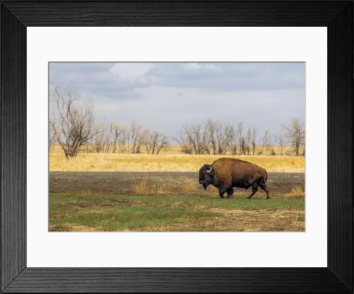 Framed Print : Buffalo herd at Rocky Mountain Arsenal National Wildlife Refuge, Colorado Framed Print : Buffalo herd at Rocky Mountain Arsenal National Wildlife Refuge, Colorado