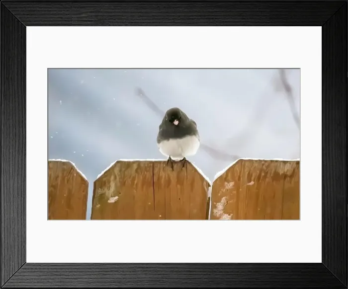Framed Print : Cute little dark-eyed junco perched on top of a brown wooden fence on a snowy spring day in a backyard in Taylors Falls Framed Print : Cute little dark-eyed junco perched on top of a brown wooden fence on a snowy spring day in a backyard in Taylors Falls