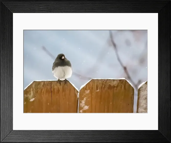 Framed Print : Cute little dark-eyed junco perched on top of a brown wooden fence on a snowy spring day in a backyard in Taylors Falls Framed Print : Cute little dark-eyed junco perched on top of a brown wooden fence on a snowy spring day in a backyard in Taylors Falls