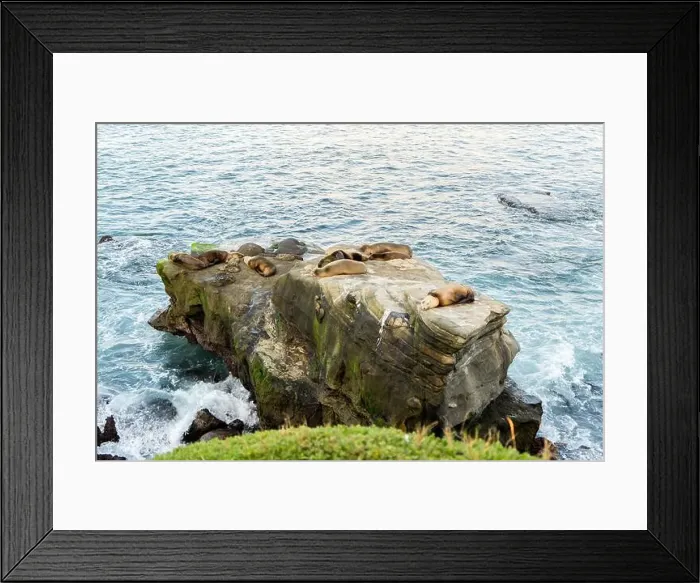 Framed Print : A group of seals are resting on a rock in the ocean at La jolla Cove, San Diego, California Framed Print : A group of seals are resting on a rock in the ocean at La jolla Cove, San Diego, California