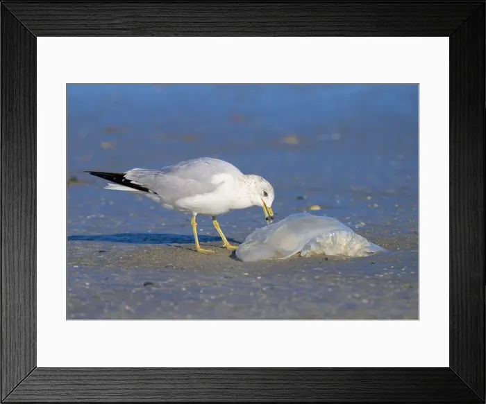 Framed Print : Ring-billed Gull (Larus delawarensis) eating a dead Cannonball jellyfish (Stomolophus meleagris) at the ocean coast Framed Print : Ring-billed Gull (Larus delawarensis) eating a dead Cannonball jellyfish (Stomolophus meleagris) at the ocean coast