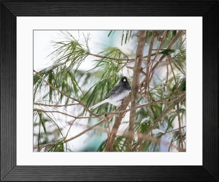 Framed Print : Cute little dark-eyed junco perched on the branch of an evergreen tree on a snowy spring day in March in a backyard Framed Print : Cute little dark-eyed junco perched on the branch of an evergreen tree on a snowy spring day in March in a backyard