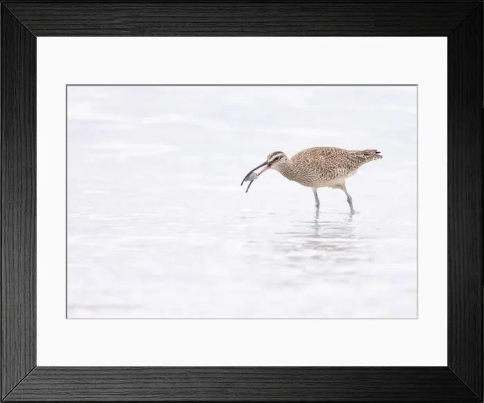 Framed Print : A Whimbrel (Numenius) successfully forages, food in bill, on a sandy beach at Carmel by the Sea, California. March, USA Framed Print : A Whimbrel (Numenius) successfully forages, food in bill, on a sandy beach at Carmel by the Sea, California. March, USA