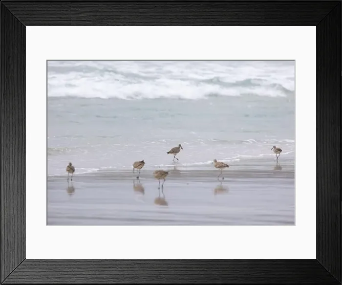 Framed Print : A small flock of Whimbrel (Numenius) forage in the surf on a sandy beach at Carmel by the Sea, California. March, USA Framed Print : A small flock of Whimbrel (Numenius) forage in the surf on a sandy beach at Carmel by the Sea, California. March, USA
