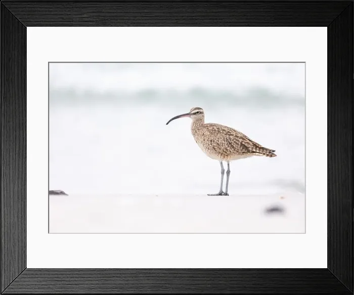 Framed Print : Whimbrel (Numenius) on sandy beach Carmel by the Sea, California. March, USA Framed Print : Whimbrel (Numenius) on sandy beach Carmel by the Sea, California. March, USA