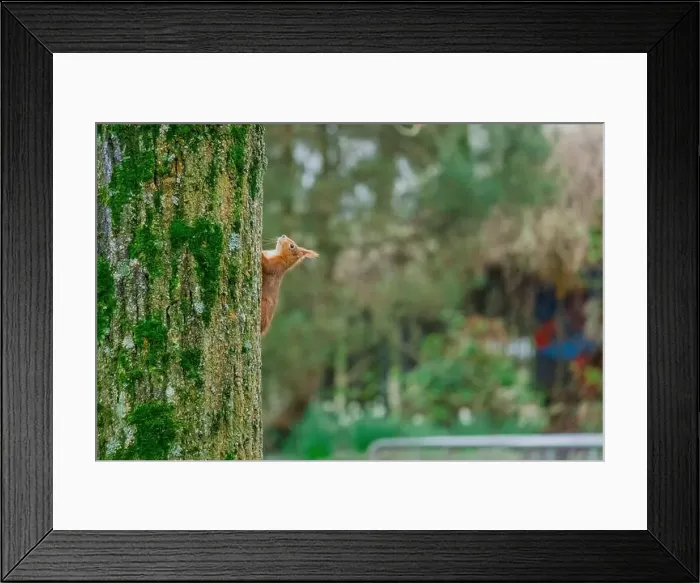 Framed Print : cute young squirrel portrait on tree at park Framed Print : cute young squirrel portrait on tree at park
