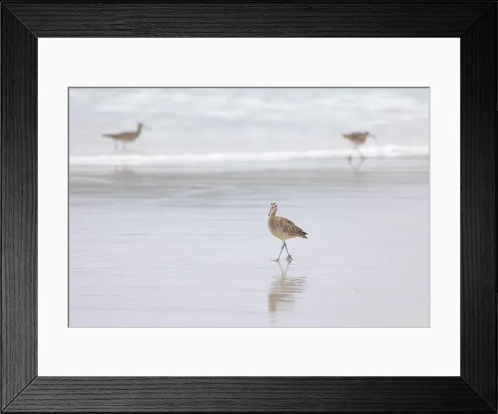 Framed Print : Whimbrel (Numenius) on sandy beach Carmel by the Sea, California. March, USA Framed Print : Whimbrel (Numenius) on sandy beach Carmel by the Sea, California. March, USA