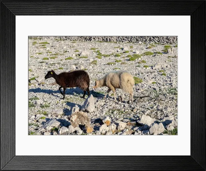 Framed Print : ram and sheep on the rock Framed Print : ram and sheep on the rock