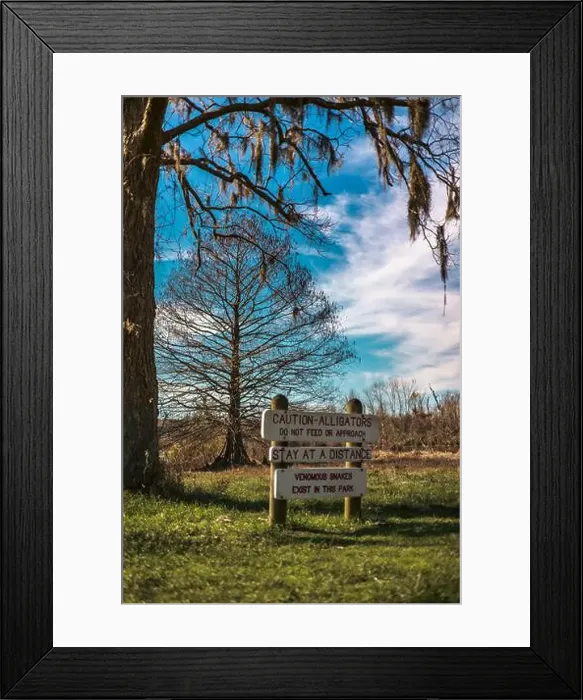 Framed Print : Brazos Bend State Park, Texas, in a beautiful sunny morning Framed Print : Brazos Bend State Park, Texas, in a beautiful sunny morning