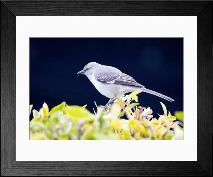 Framed Print : Northern Mockingbird (Mimus polyglottos) with berry Framed Print : Northern Mockingbird (Mimus polyglottos) with berry