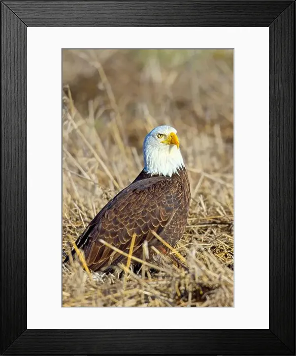 Framed Print : A close up of an American bald eagle resting on the ground in late winter in north Idaho Framed Print : A close up of an American bald eagle resting on the ground in late winter in north Idaho