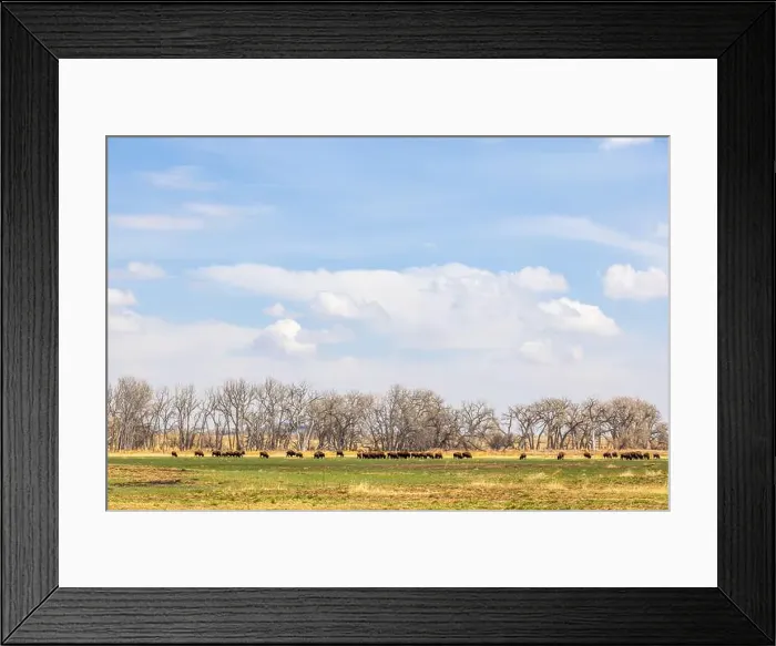 Framed Print : Buffalo herd at Rocky Mountain Arsenal National Wildlife Refuge, Colorado Framed Print : Buffalo herd at Rocky Mountain Arsenal National Wildlife Refuge, Colorado